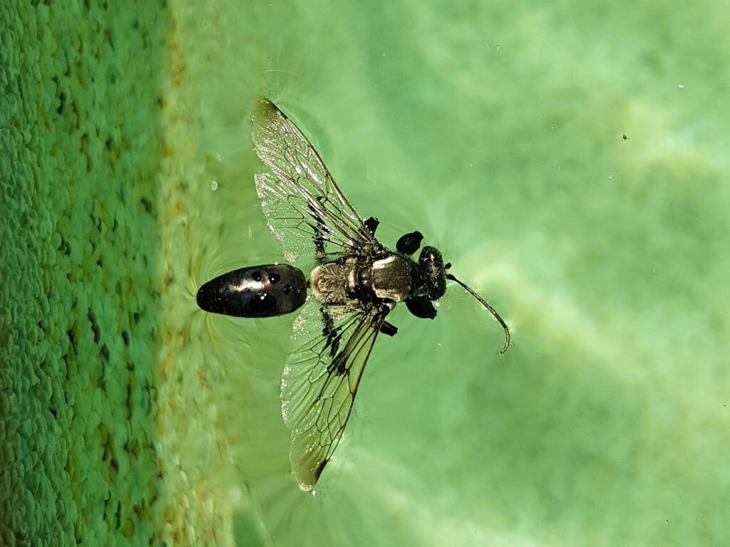 Digger wasp (Sphex sp), Alice Springs NT