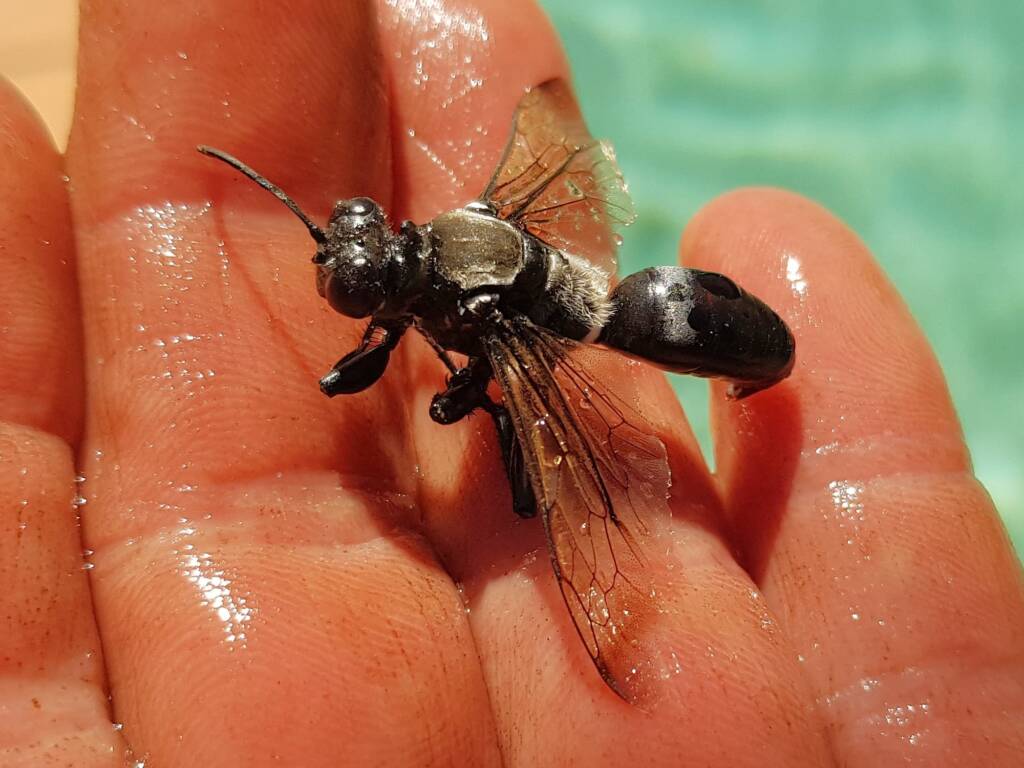 Digger wasp (Sphex sp), Alice Springs NT