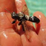 Digger wasp (Sphex corporosus), Alice Springs NT