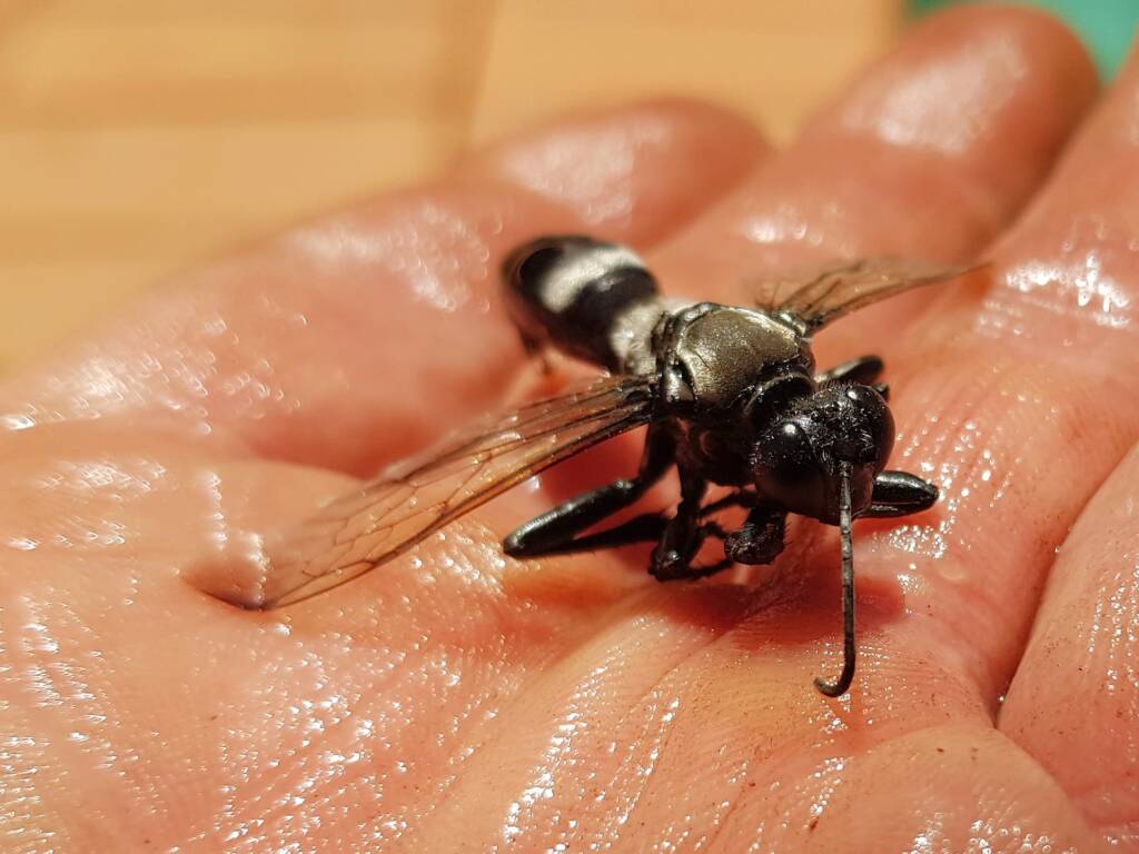 Digger wasp (Sphex sp), Alice Springs NT