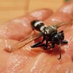 Digger wasp (Sphex corporosus), Alice Springs NT