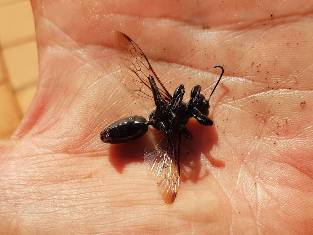Digger wasp (Sphex sp), Alice Springs NT