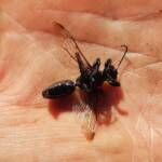Digger wasp (Sphex corporosus), Alice Springs NT