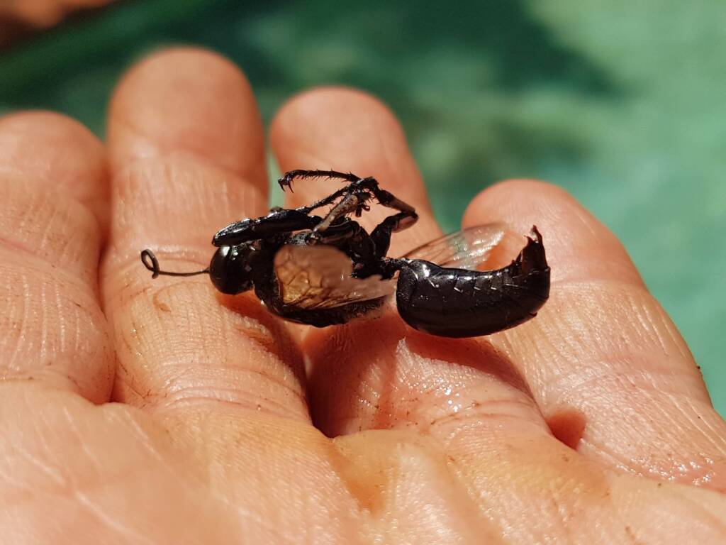 Digger wasp (Sphex sp), Alice Springs NT