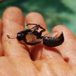 Digger wasp (Sphex corporosus), Alice Springs NT