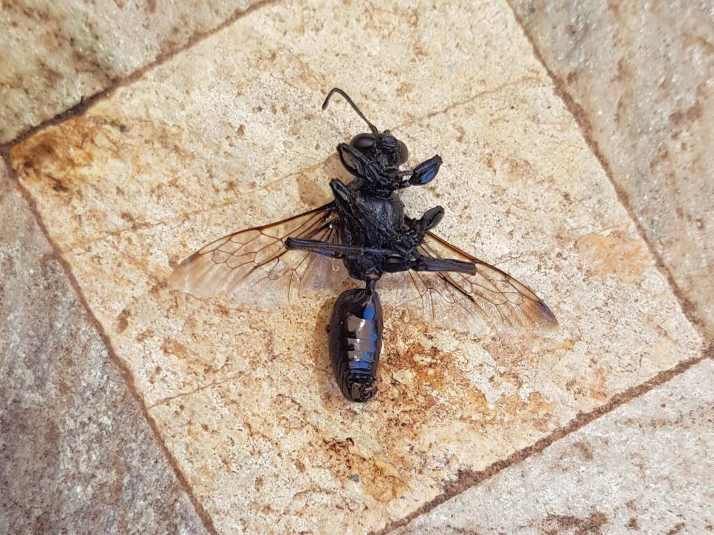 Digger wasp (Sphex sp), Alice Springs NT
