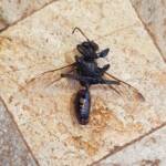 Digger wasp (Sphex corporosus), Alice Springs NT