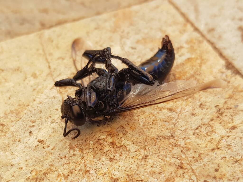 Digger wasp (Sphex sp), Alice Springs NT
