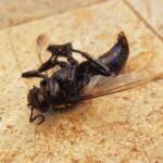 Digger wasp (Sphex corporosus), Alice Springs NT