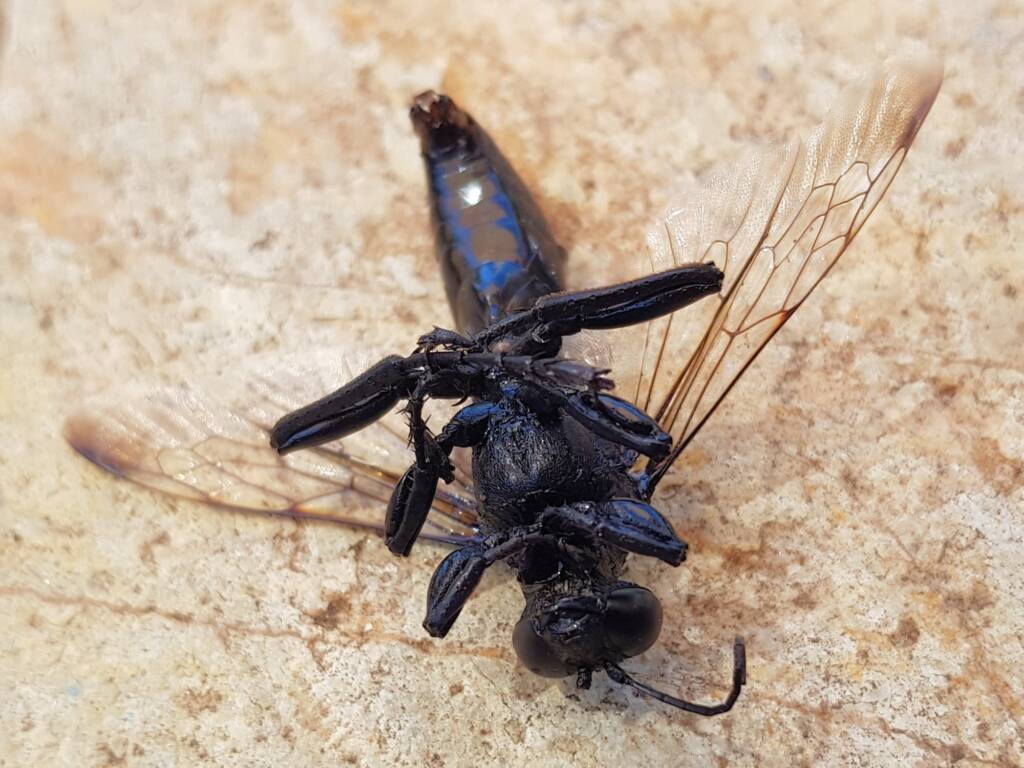 Digger wasp (Sphex sp), Alice Springs NT