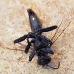 Digger wasp (Sphex corporosus), Alice Springs NT