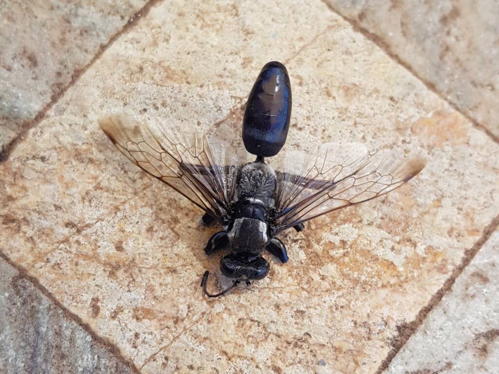 Digger wasp (Sphex sp), Alice Springs NT