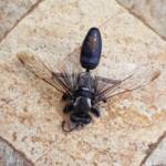 Digger wasp (Sphex corporosus), Alice Springs NT