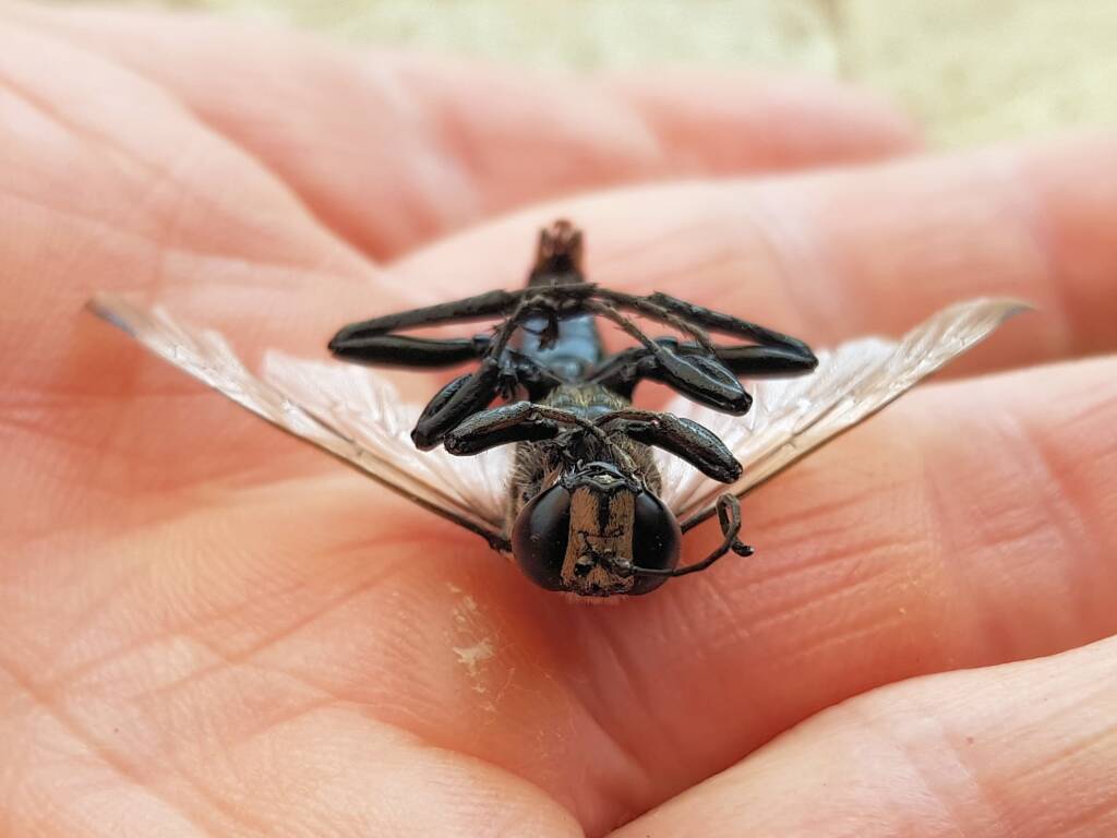 Digger wasp (Sphex corporosus), Alice Springs NT