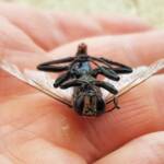 Digger wasp (Sphex corporosus), Alice Springs NT