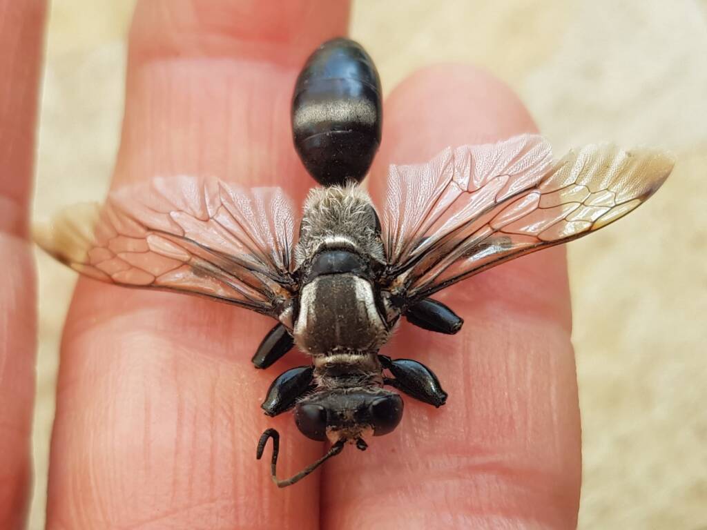 Digger wasp (Sphex sp), Alice Springs NT