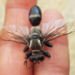 Digger wasp (Sphex corporosus), Alice Springs NT
