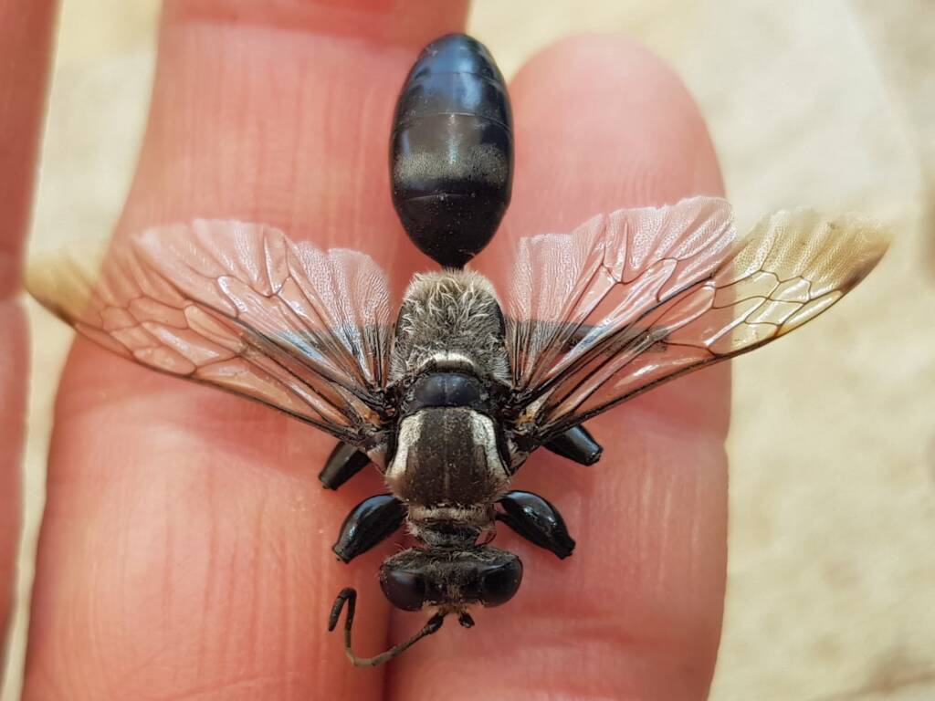 Digger wasp (Sphex sp), Alice Springs NT