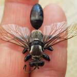 Digger wasp (Sphex corporosus), Alice Springs NT