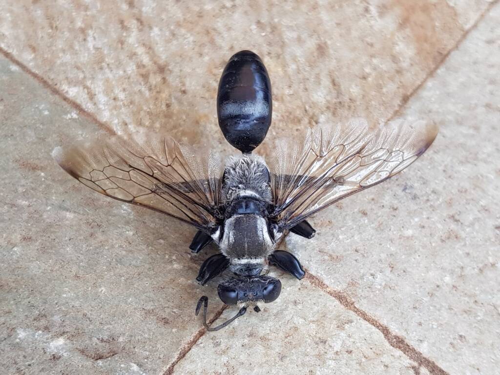 Digger wasp (Sphex corporosus), Alice Springs NT