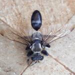Digger wasp (Sphex corporosus), Alice Springs NT
