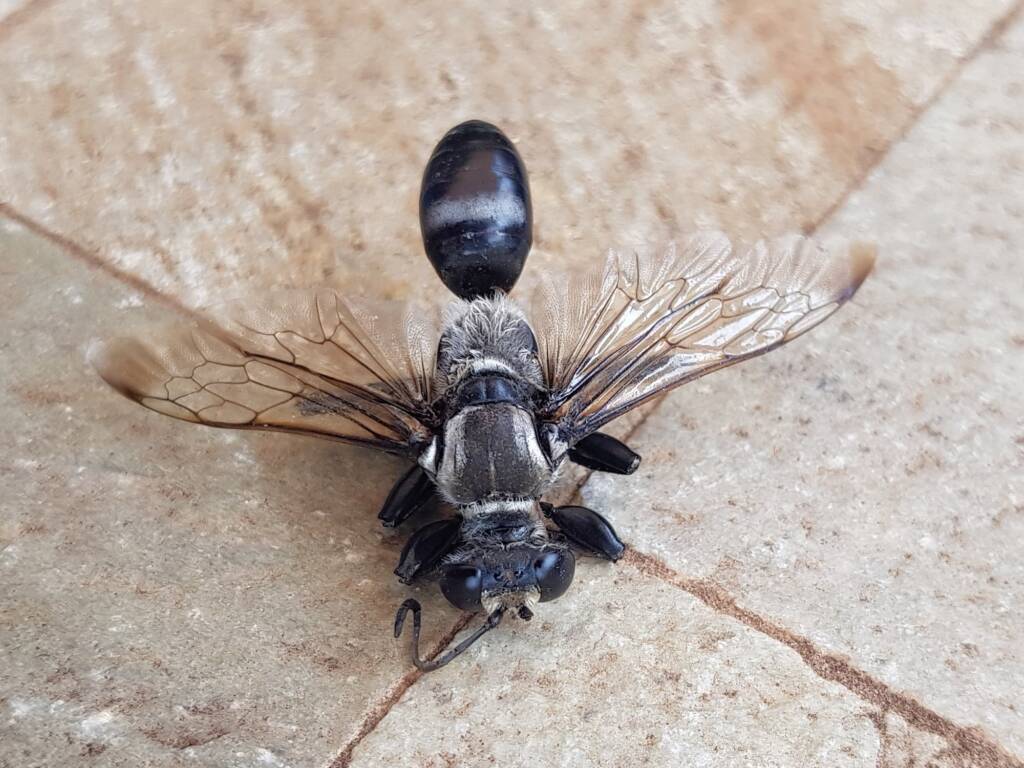 Digger wasp (Sphex sp), Alice Springs NT