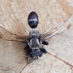 Digger wasp (Sphex corporosus), Alice Springs NT