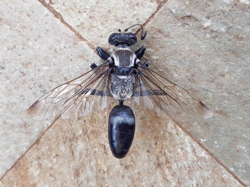 Digger wasp (Sphex sp), Alice Springs NT
