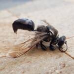 Digger wasp (Sphex corporosus), Alice Springs NT