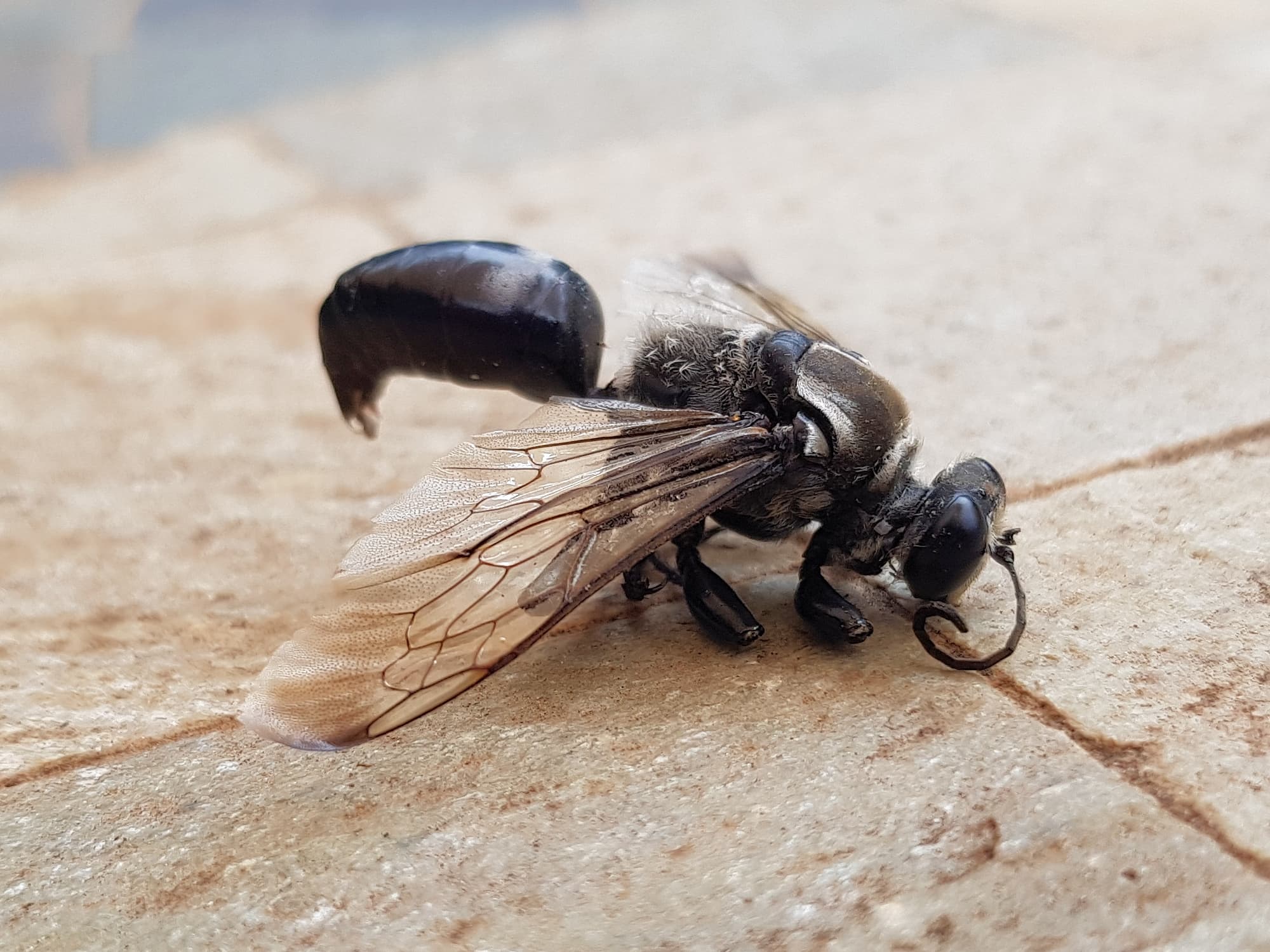 Digger wasp (Sphex corporosus), Alice Springs NT