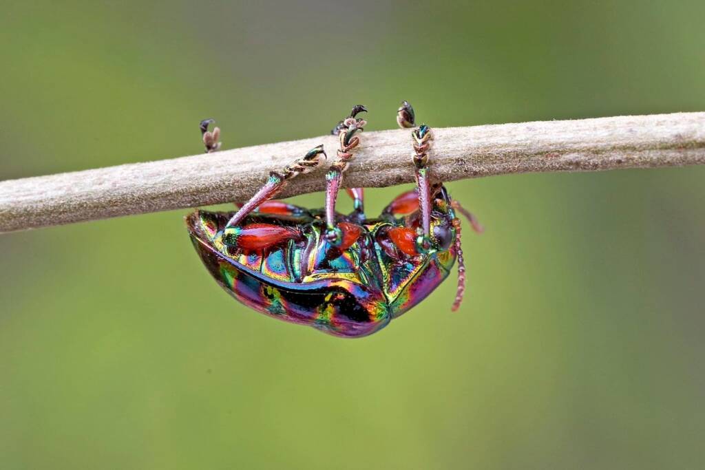 Spilopyra sumptuosa (Rainbow Leaf Beetle), NSW/QLD © Hongming Kan