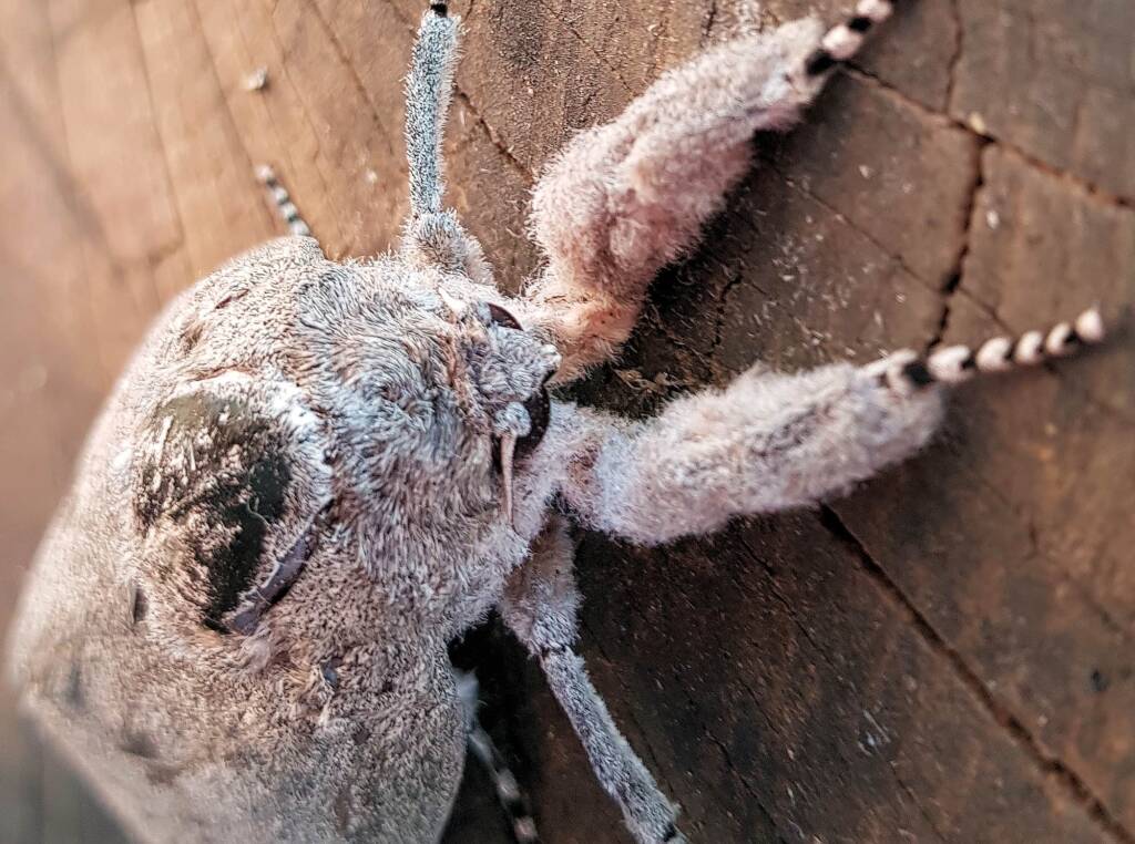 Giant Wood Moth (Endoxyla cinereus)