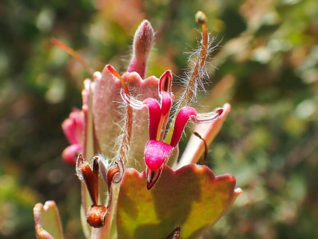 Adenanthos cuneatus (Coastal Jug Flower), Stirling Range National Park WA © Terry Dunham