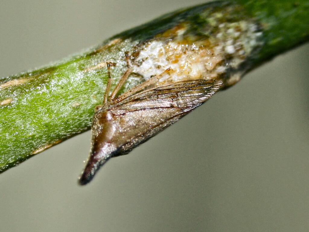 Lantana Treehopper (Aconophora compressa), Dakabin-Kallangur-M. Downs QLD © Tony Eales