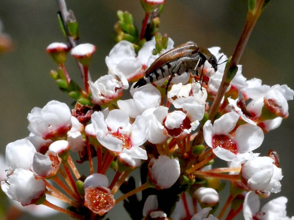Austromordella niveosuturalis (Mordellidae Beetle), Wandoo National Park WA © Jean and Fred Hort