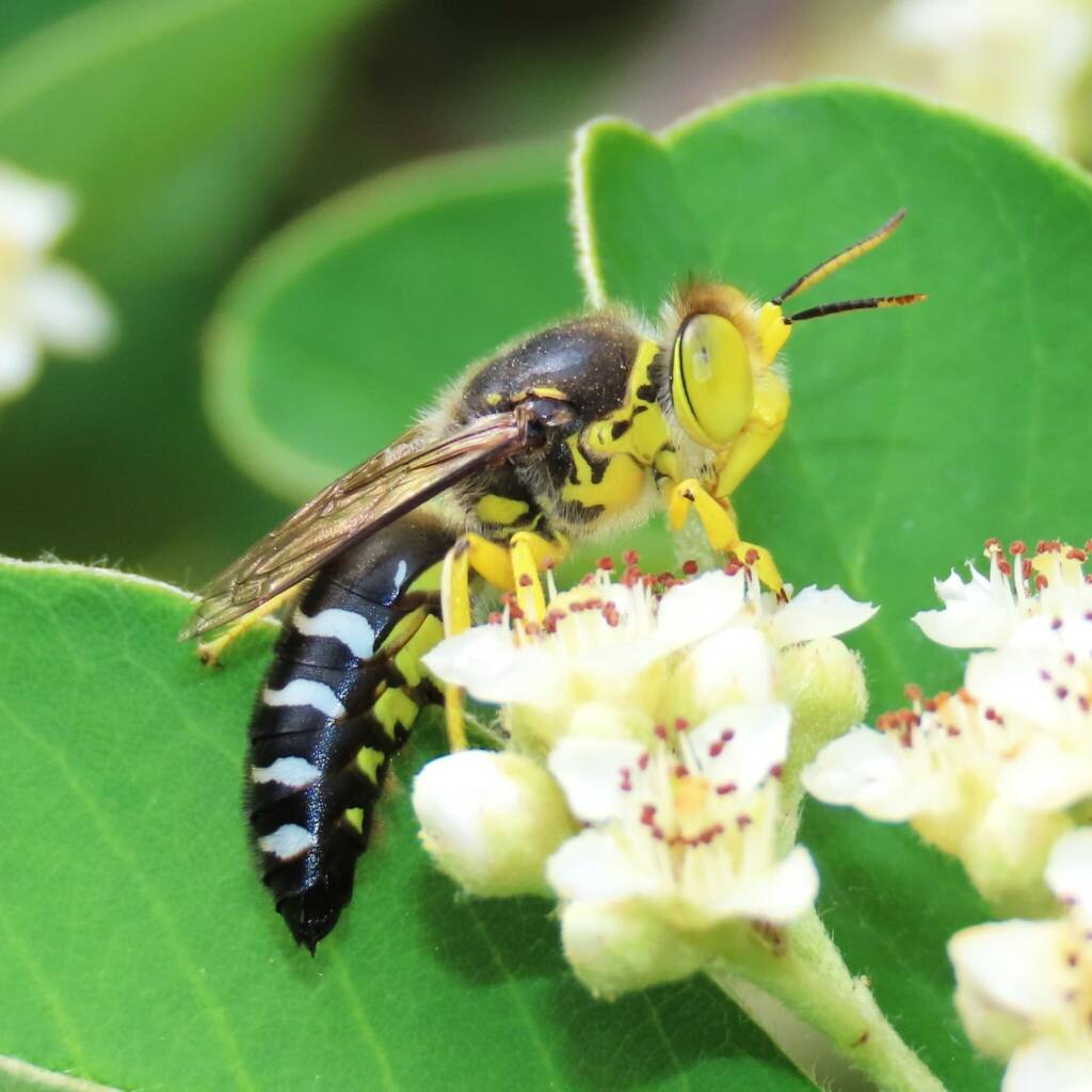Bembix palmata on a Cotoneaster, Bega Valley NSW © Deb Taylor