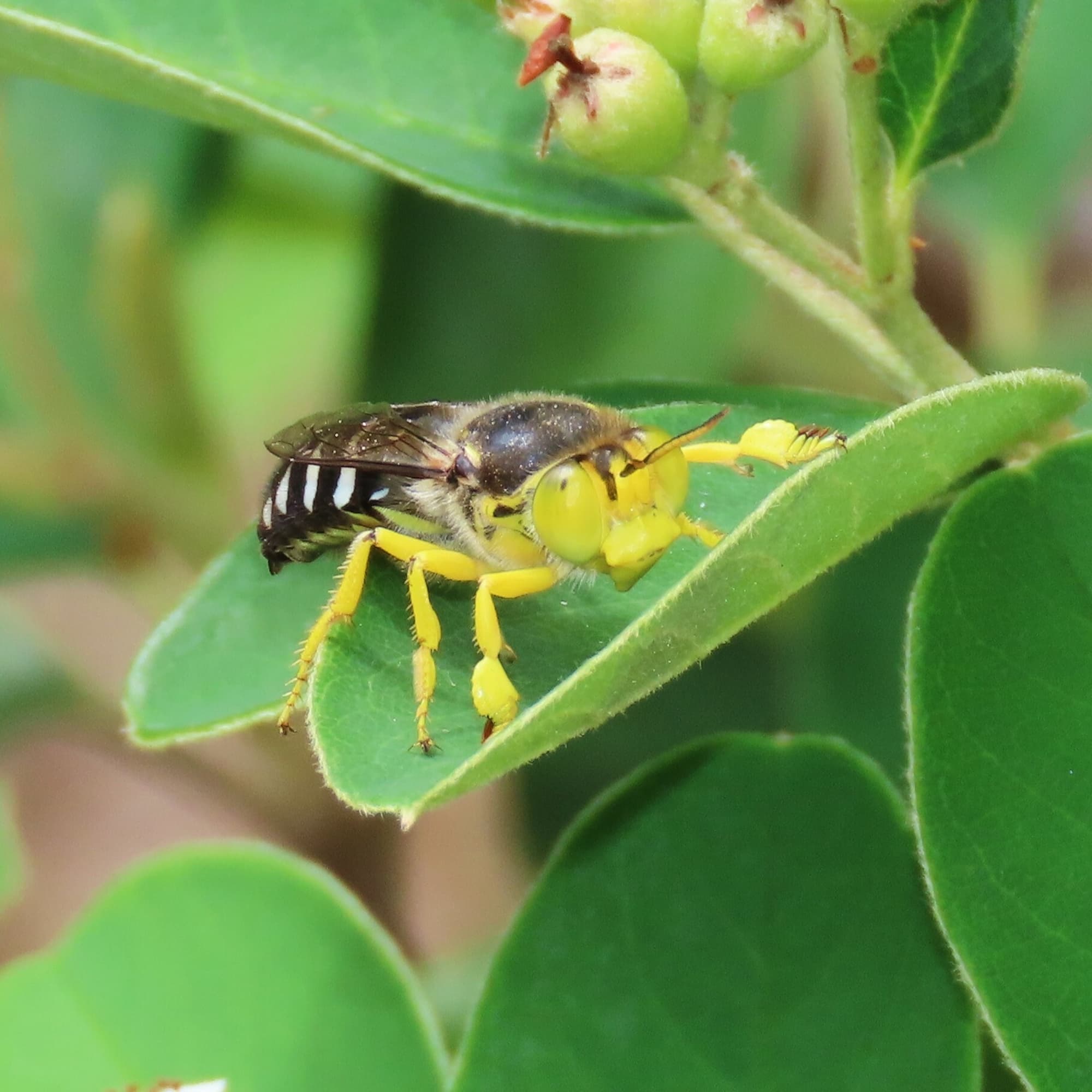 Bembix palmata on a Cotoneaster, Bega Valley NSW © Deb Taylor