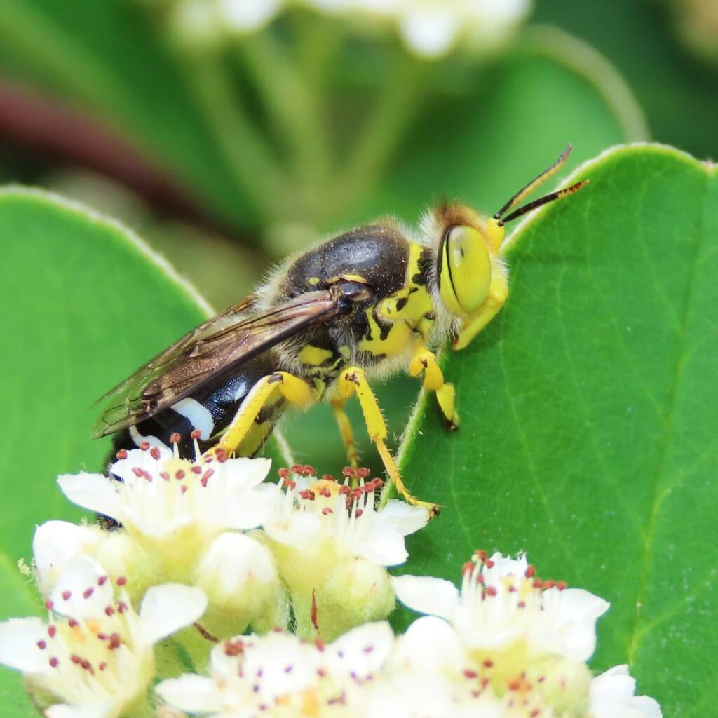 Bembix palmata on a Cotoneaster, Bega Valley NSW © Deb Taylor