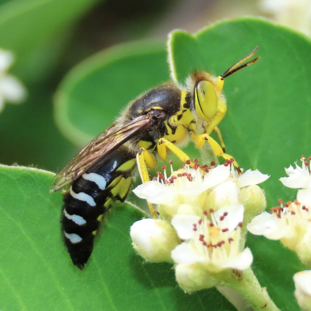 Bembix palmata on a Cotoneaster, Bega Valley NSW © Deb Taylor