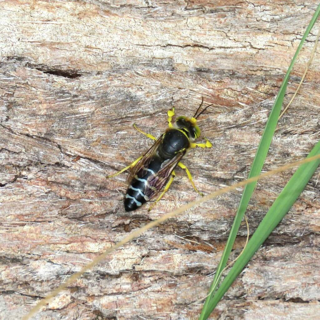 Bembix palmata, Bega Valley NSW © Deb Taylor