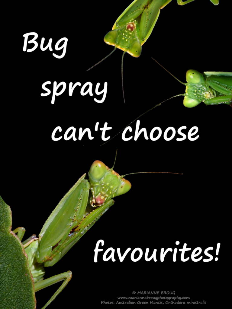 Bug spray can't choose favourites! © Marianne Broug