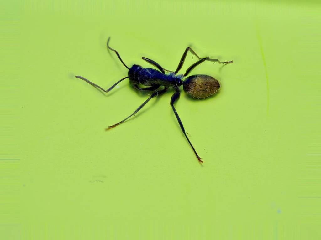 Camponotus aeneopilosus (Golden-tailed Sugar Ant), Batemans Bay NSW © Phil Warburton