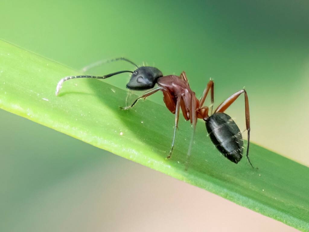 Camponotus innexus, Guerilla Bay NSW © Phil Warburton