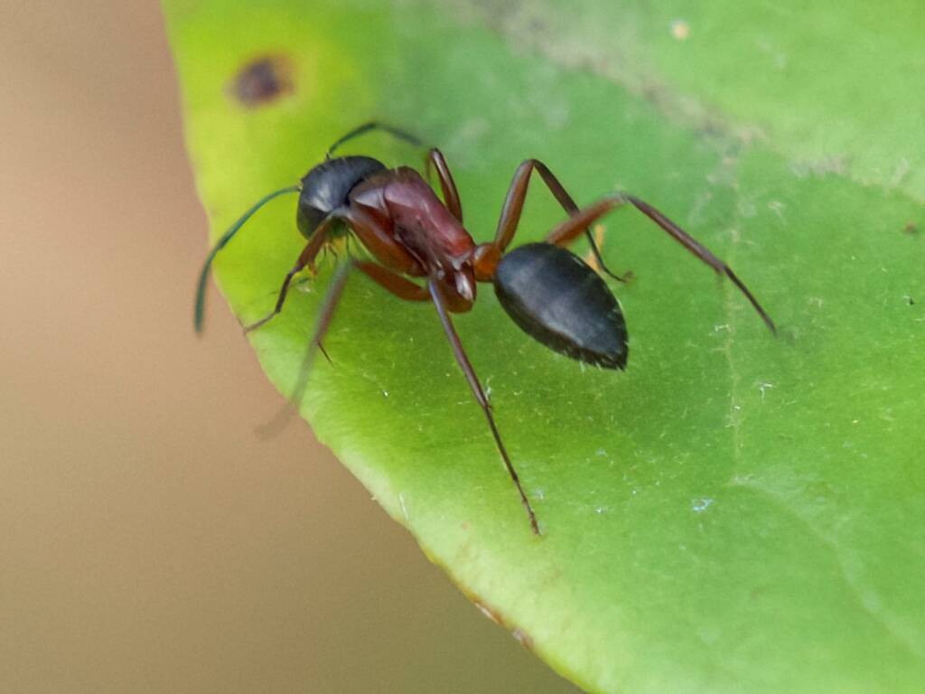 Camponotus innexus, Guerilla Bay NSW © Phil Warburton