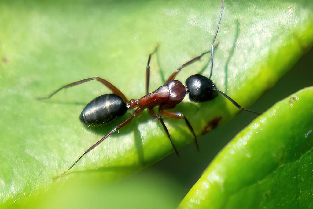 Camponotus innexus, Guerilla Bay NSW © Phil Warburton