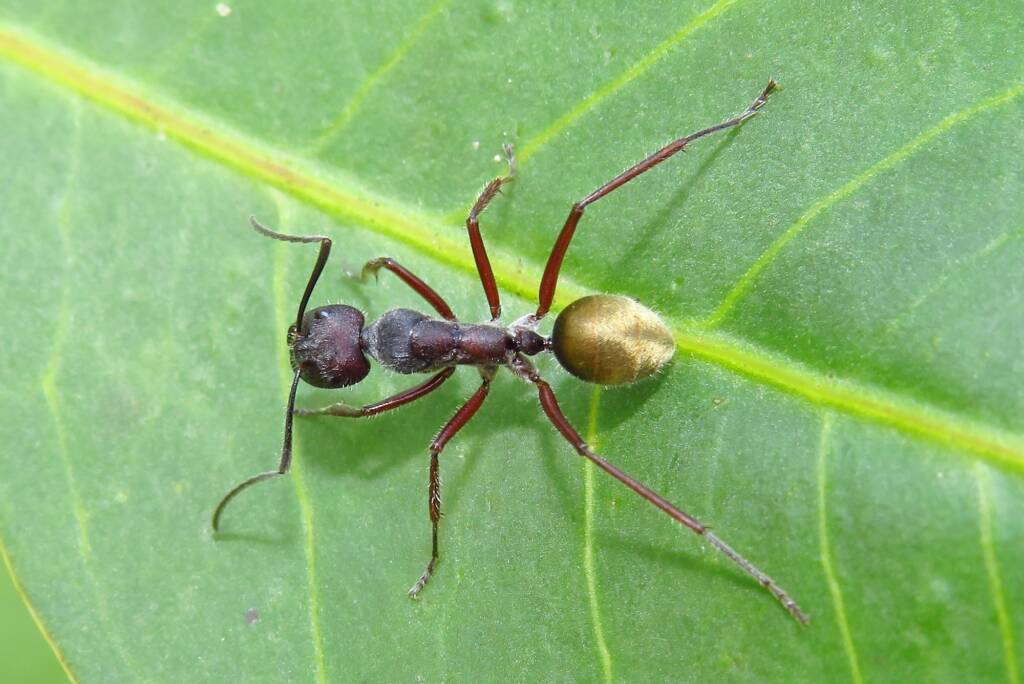 Camponotus suffusus, Bermagui NSW © Deb Taylor