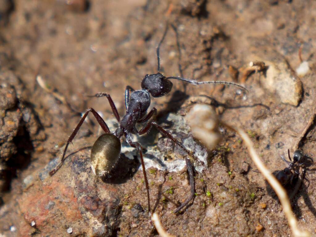 Camponotus suffusus, Eurobodalla Regional Botanic Gardens NSW © Phil Warburton