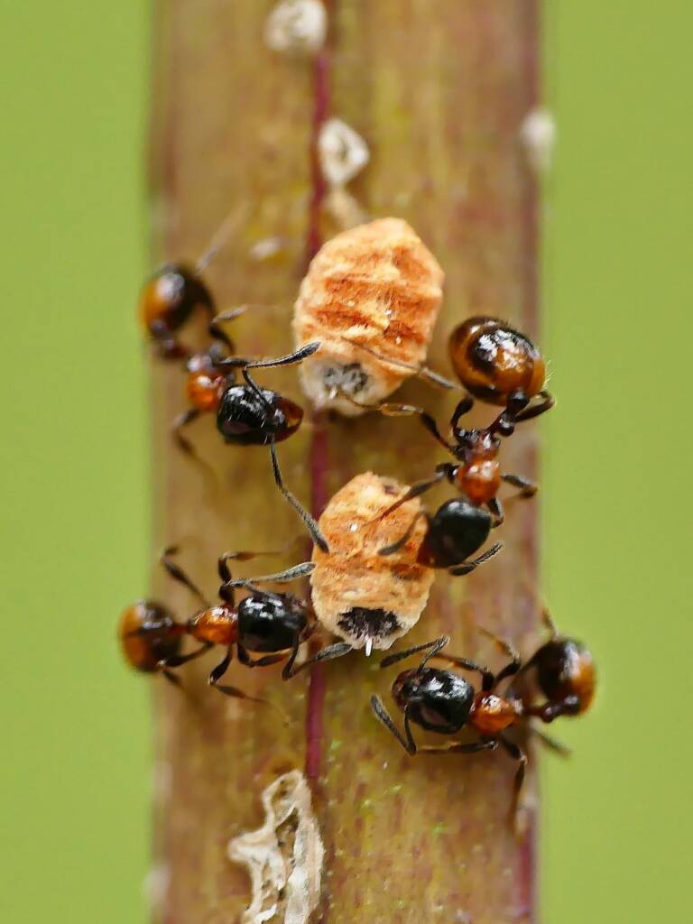 Mono Ant (Chelaner kiliani) with Gum Tree Scale (Acanthococcus coriaceus), Belair SA © Marianne Broug