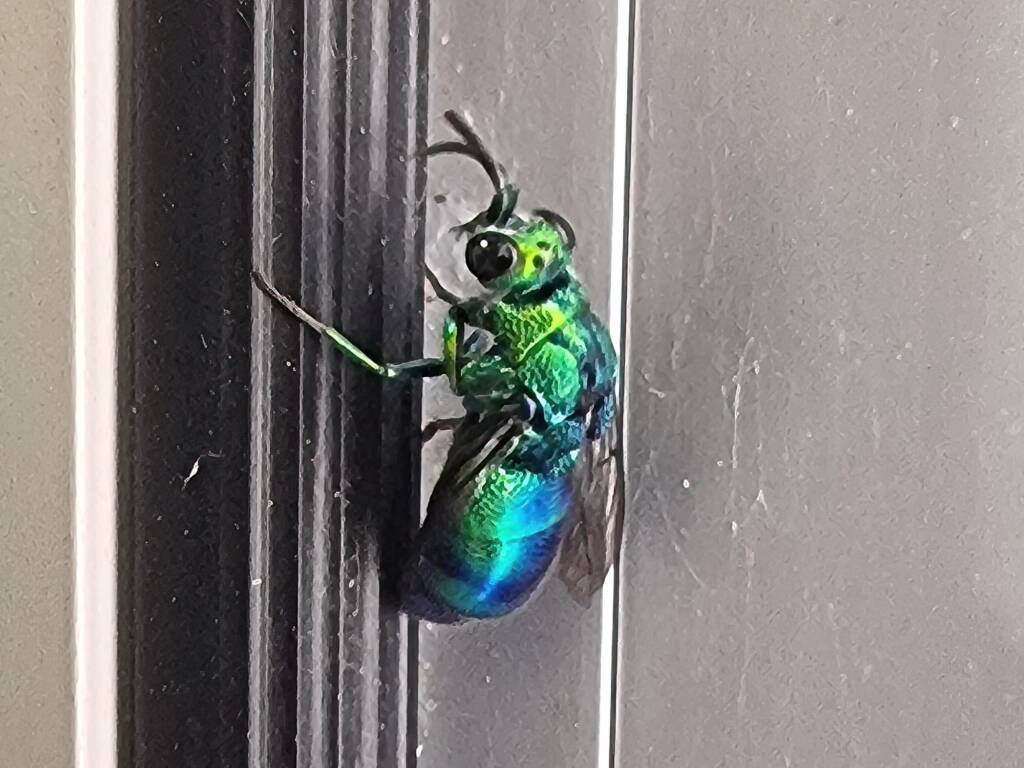 Chrysididae Cuckoo Wasp, Alice Springs Desert Park NT