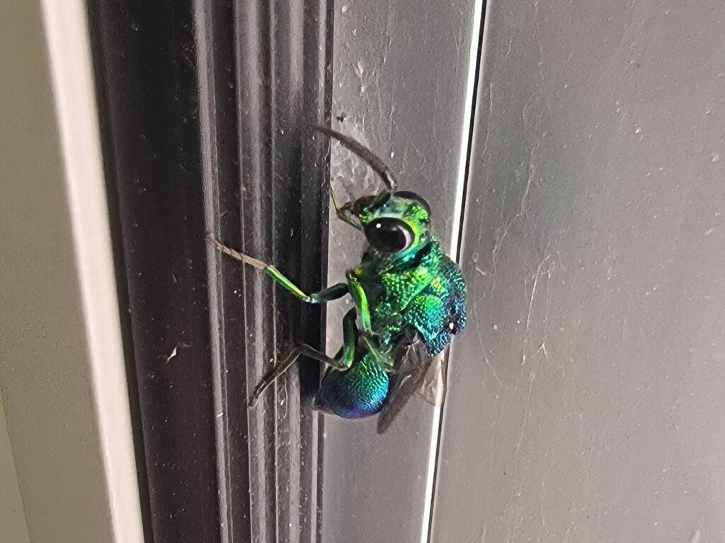 Chrysididae Cuckoo Wasp, Alice Springs Desert Park NT